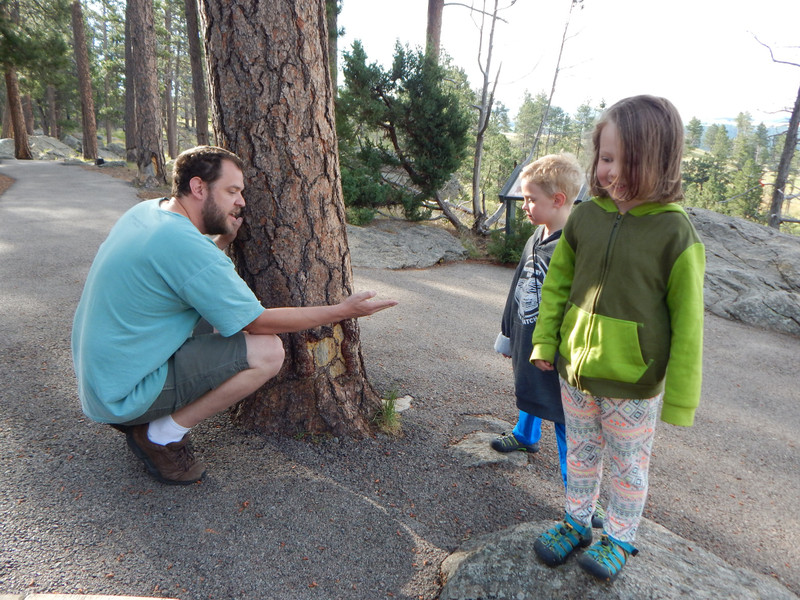 Examining the Ponderosa Pines