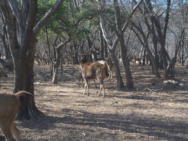 Sambhar - An antelope