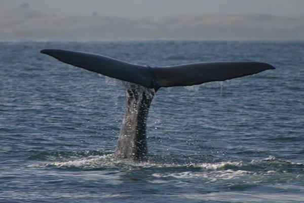 Whale-watching at Kaikoura
