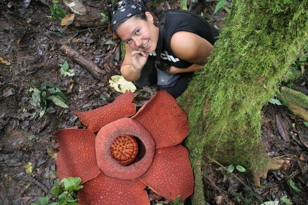 The Rafflesia