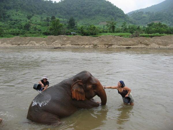 Elephant bath time!!