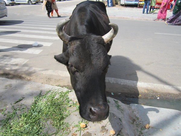 Street Cows