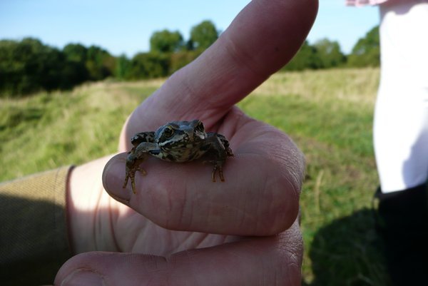 A frog photo for Grandad