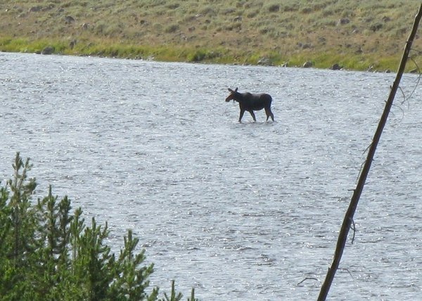 Our only moose sighting of the trip.  We spied this guy crossing the river in Yellowstone Park.