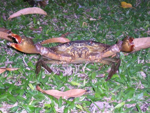 Un Crabe ?