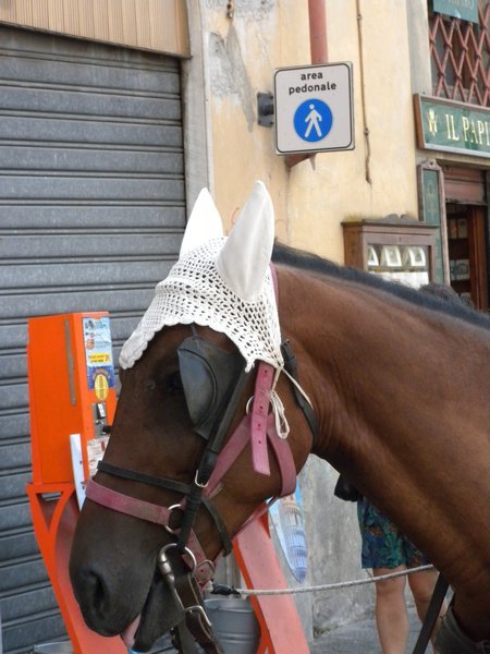 a horse hat