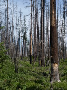 Der Wald nach dem Grossen Brand