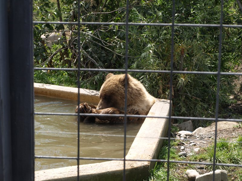 Grizlybär beim Spielen im Pool