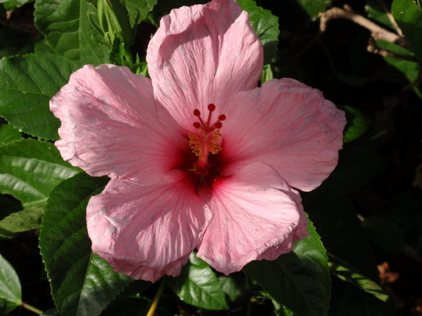 Hibiscus in Hawaii