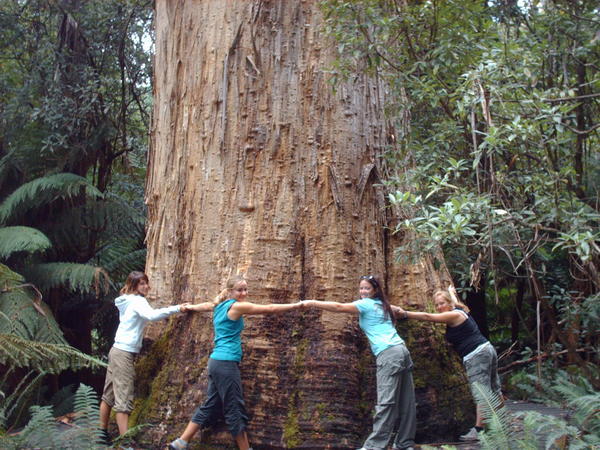 The tallest tree in the Southern Hemisphere