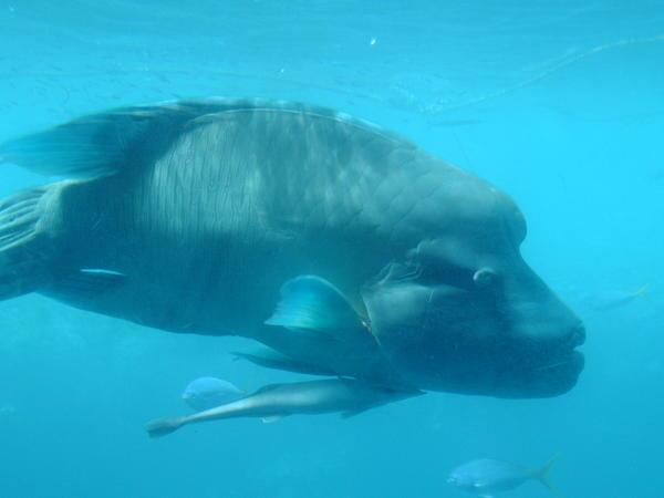 Maori Wrasse