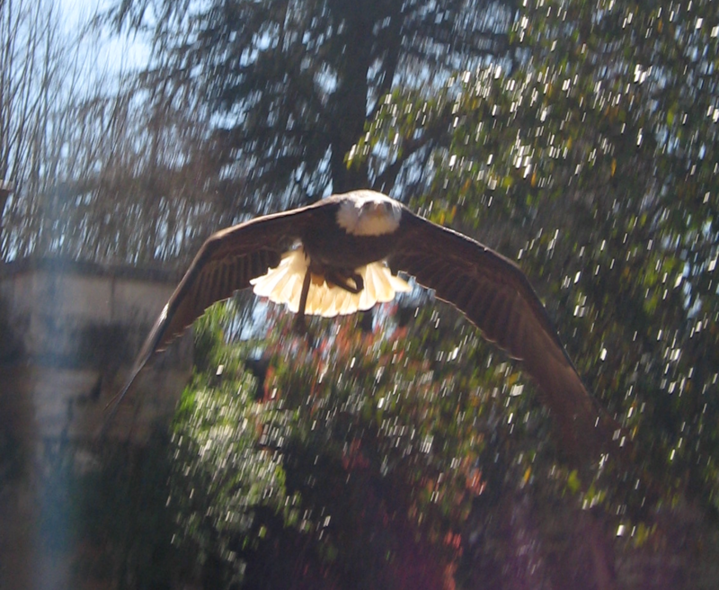 fish eagle 1