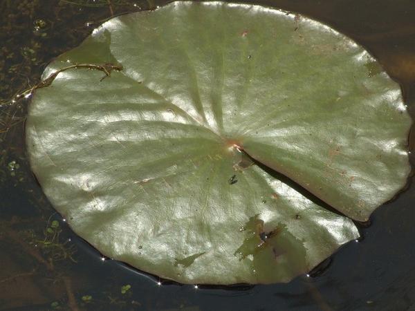 lily leaf in the lake