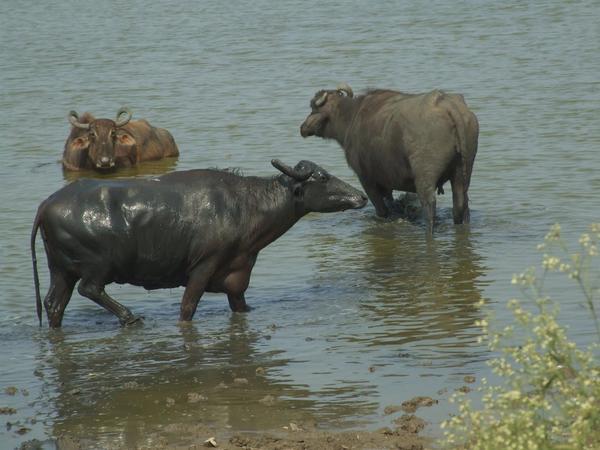 water buffelos