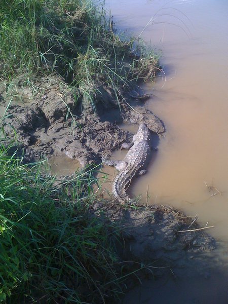 Our friend the croc