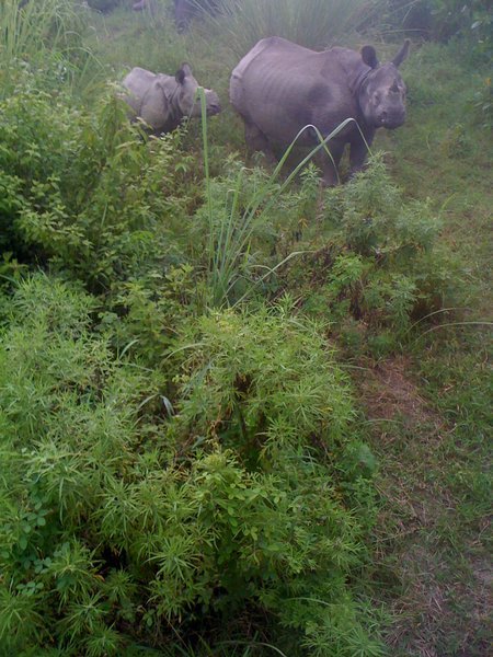 A couple of rhinos