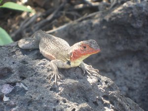 Iguana on Floreana Island