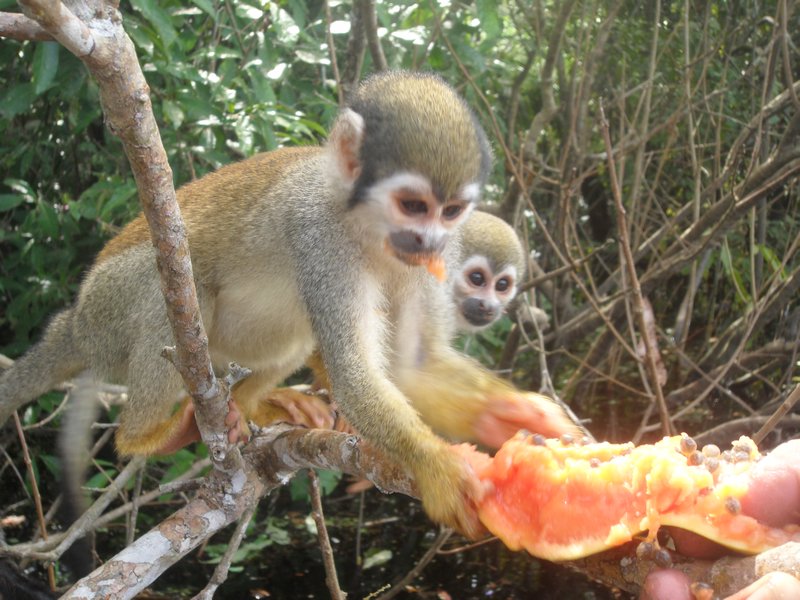 Fruit-loving monkeys!