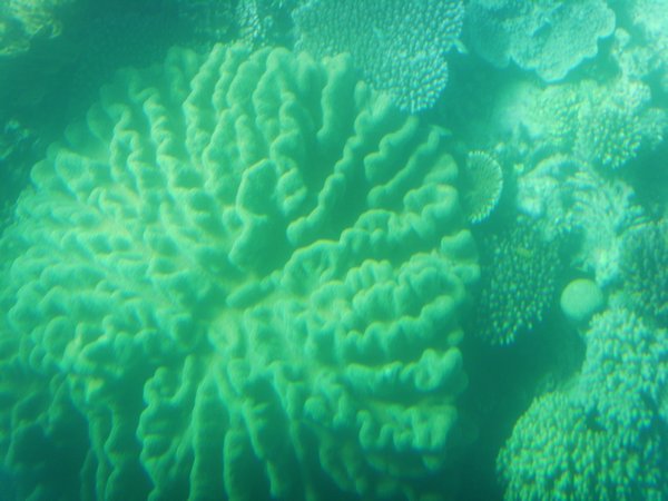 more coral