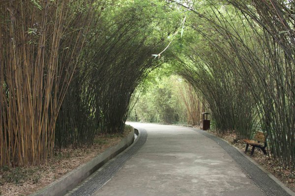 Chengdu - Giant Panda - Bamboo Tunnel