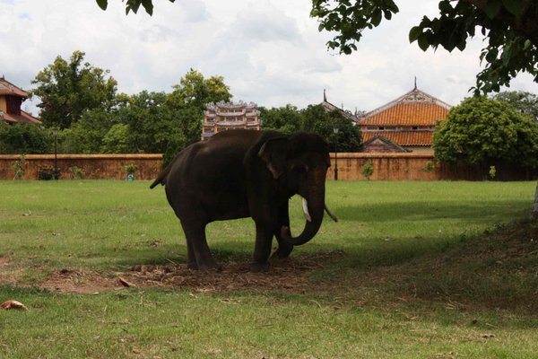 Hue - Vietnam - Elephant Waiting