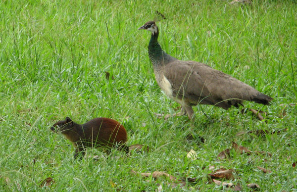 Peahen and Agouti