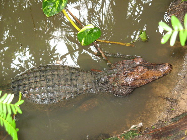 Red caiman