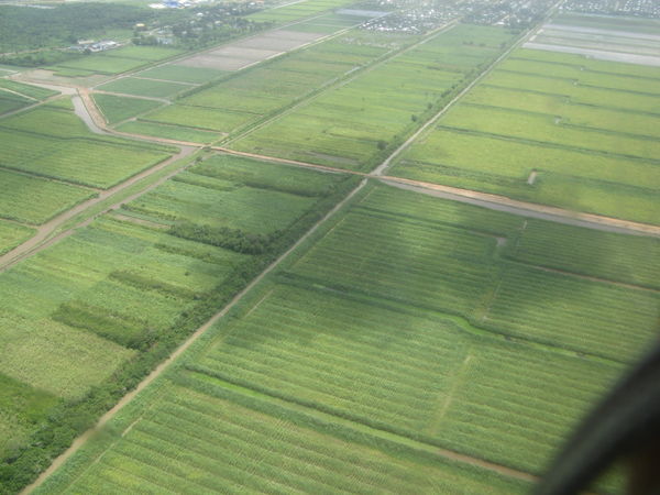 Sugarcane fields