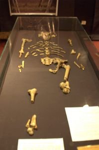 Lucy skeleton