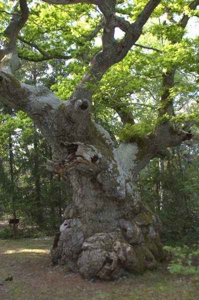 Troll Tree