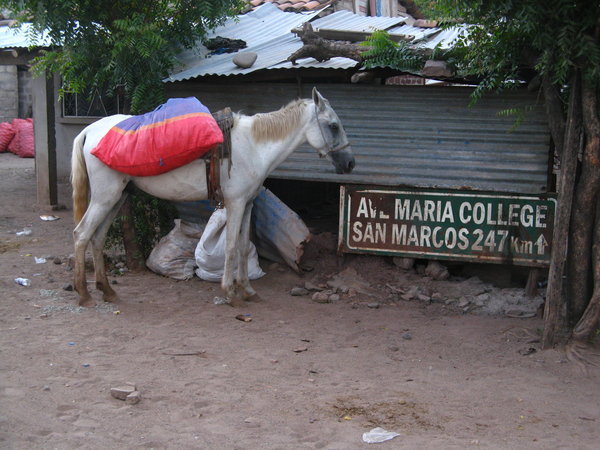 Horse in Guasasule, Nicaragua