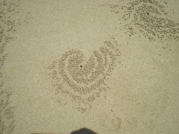 crazy little crabs make those little sand-balls and arrange them in those circular shapes-  looks really cool!