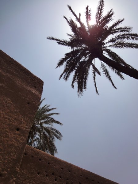 palms and medina wall