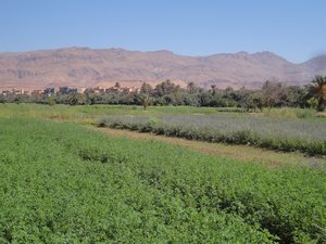 Across the fields of alfalfa to the Date palms