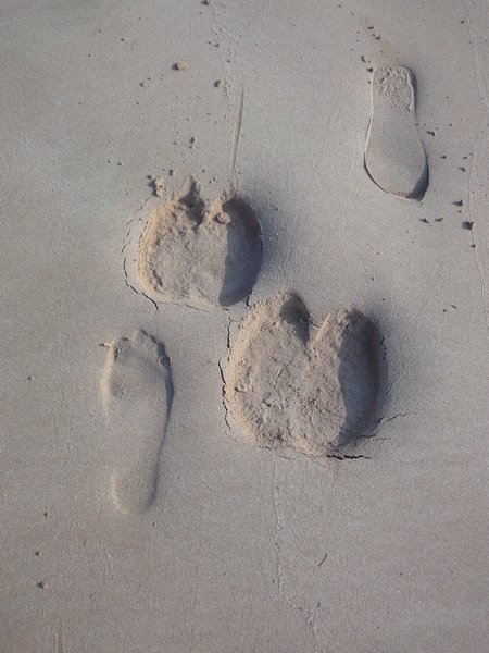 Camel prints in the sand