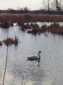 Swan on a lake...who would have thought it?