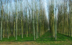 Trees in Italy