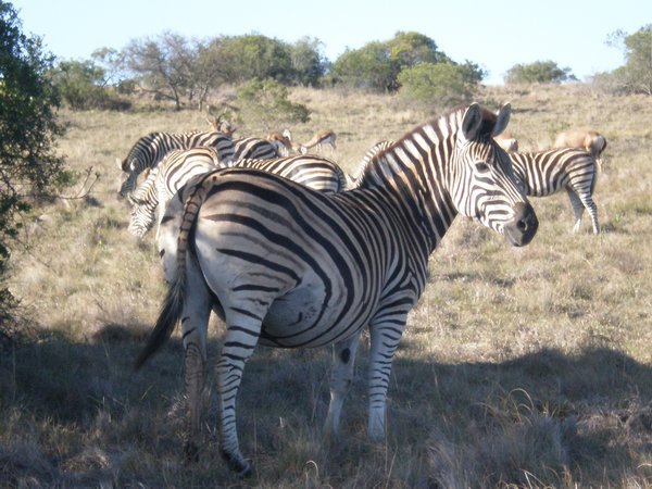 pregnant zebra