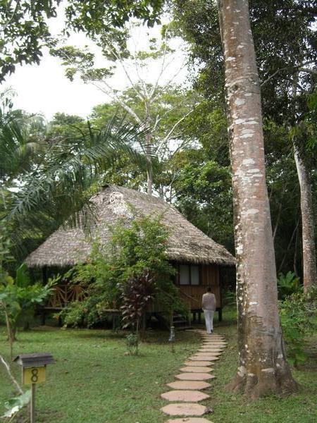 Our Jungle Lodgings 