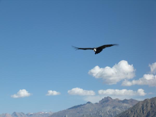 Condor Approaching 