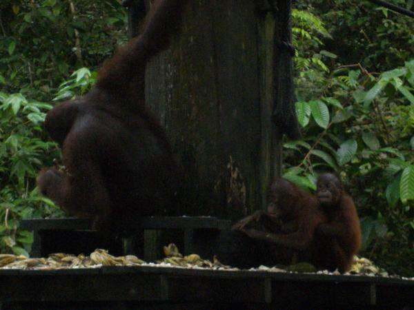 Monkey-ing around in Malaysia