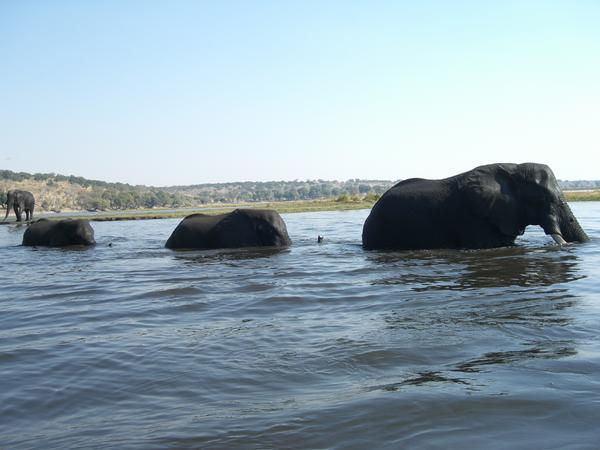 Elephants crossing Chobe River