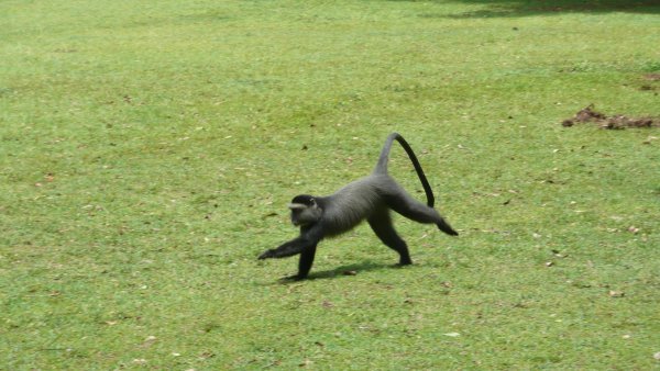 Monkey on the move in front of my tent