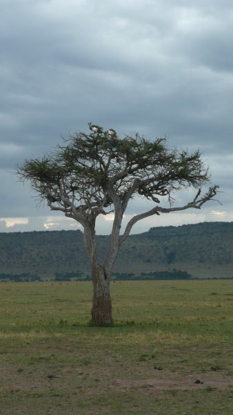 Incredible scenery in the Mara.