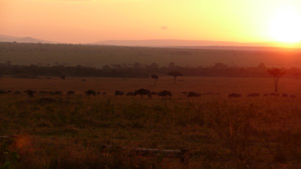Incredible Mara mornings.