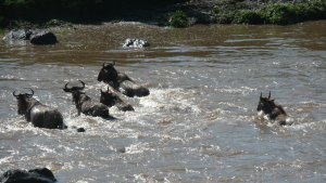 My first wildebeest river crossing.