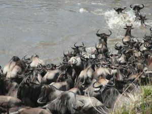 Wildebeest river crossing