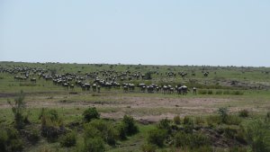 Thousands, if not tens of thousands of wildebeests .