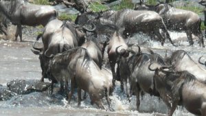 Wildebeest mad dash across the river.