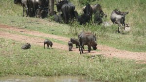 Warthog and her young.